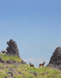 Elks On the Rocks - 18"X23" - Acrylic/canvas