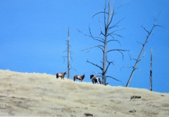 Waiting For The Hunters - 19" x 13" - Acrylic/canvas -  Sold